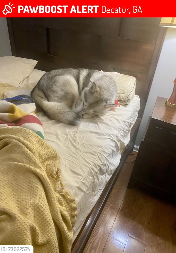 Lost Male Dog last seen Welbron Dr and Covington Highway, Decatur, GA 30035