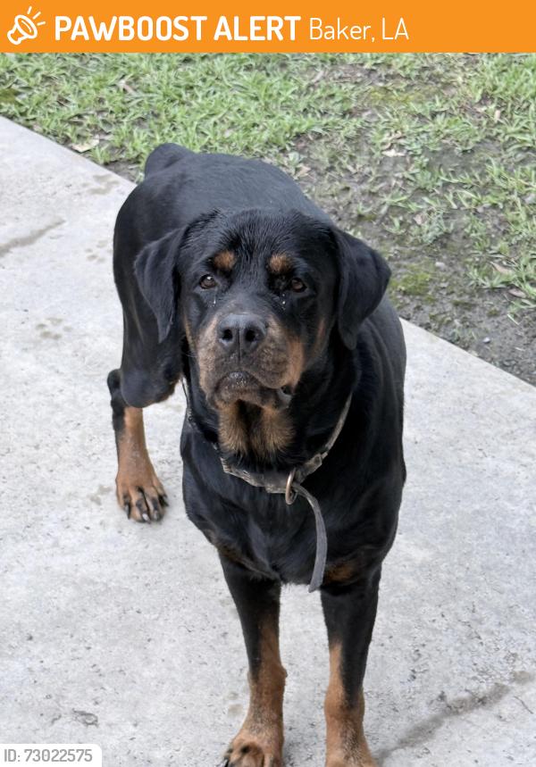 Found/Stray Female Dog last seen Holden / Lavey Lans Mobile Home Park, Baker, LA 70714