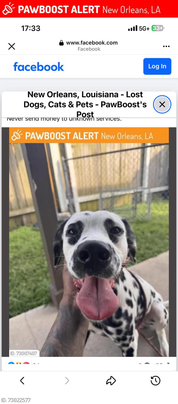 Lost Male Dog last seen New Orleans East, New Orleans, LA 70127