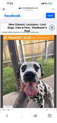 Lost Male Dog last seen New Orleans East, New Orleans, LA 70127