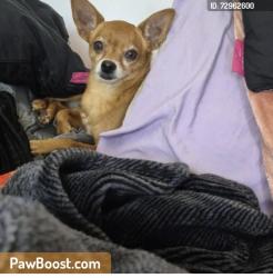 Lost Female Dog last seen Ottawa, Riverside, CA 92507