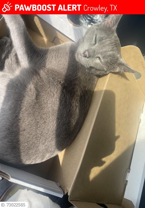 Lost Female Cat last seen Near Swiss circ , Crowley, TX 76036