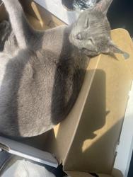 Lost Female Cat last seen Near Swiss circ , Crowley, TX 76036