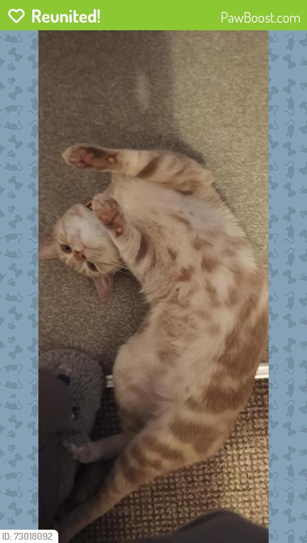 Reunited Male Cat last seen Cornwallis avenue end by co op way, Aylesham, England CT3 3HE