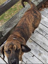 Lost Female Dog last seen Alewine rd Honea path sc, Honea Path, SC 29654