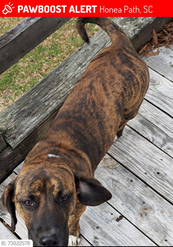 Lost Female Dog last seen Alewine rd Honea path sc, Honea Path, SC 29654