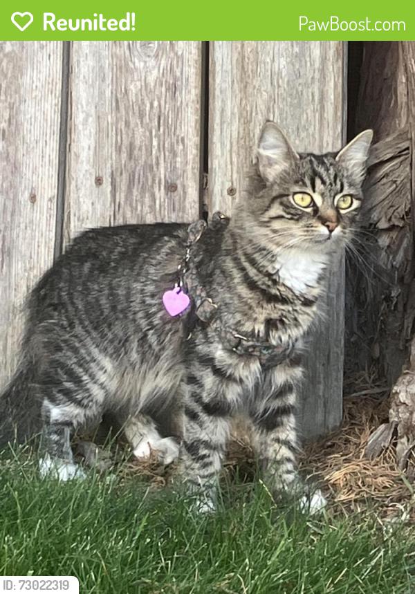 Reunited Female Cat last seen Loma and 1st street, Long Beach, CA 90803