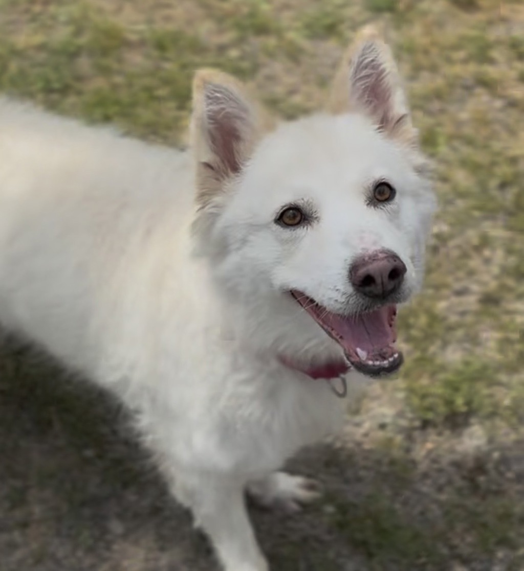 Shelter Stray Female Dog last seen Littlepage and Howard, CORBETT, OR, 97019, 1700 W Historic Columbia River Hwy, Troutdale, OR 97060, USA
