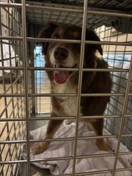 Shelter Stray Male Dog last seen n/a, Austin, TX, 78701, 7201 Levander Loop bldg a, Austin, TX 78702, USA