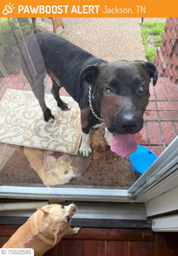 Found/Stray Male Dog last seen Summerview Dr., Jackson, TN 38305