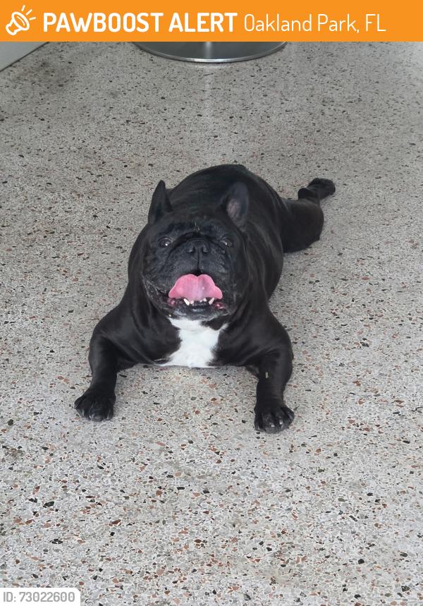 Found/Stray Female Dog last seen NE 17 Ave and Floranada, Oakland Park, FL 33334