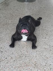 Found/Stray Female Dog last seen NE 17 Ave and Floranada, Oakland Park, FL 33334