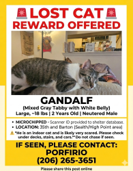 Reunited Male Cat last seen Near 35th Ave SW, Seattle, WA 98126, USA, Seattle, WA 98126