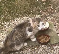 Reunited Unknown Cat last seen Pearson Dr and Bay Point, Durham, NC 27713