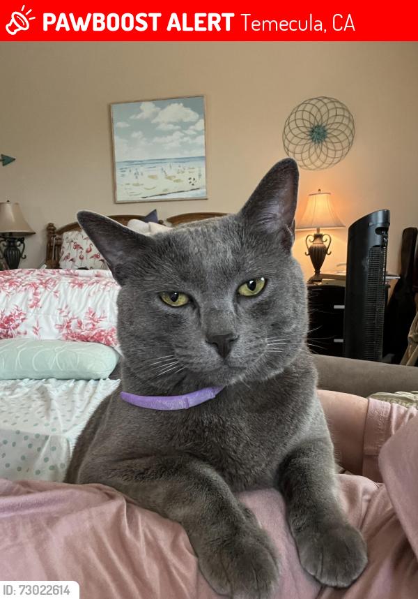 Lost Male Cat last seen Sandia Creek , Temecula, CA 92590