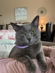Lost Male Cat last seen Sandia Creek , Temecula, CA 92590