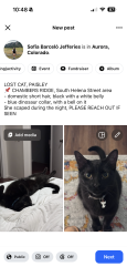 Reunited Female Cat last seen Near south helena street, Aurora, CO 80013