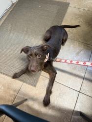 Found/Stray Female Dog last seen Near and 99, Harris County, TX 77375