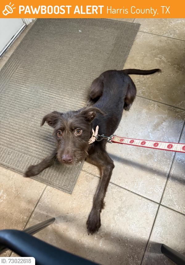 Found/Stray Female Dog last seen Near and 99, Harris County, TX 77375