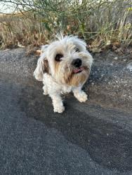 Reunited Female Dog last seen Cole ave & avenue C, Mead Valley, CA 92508