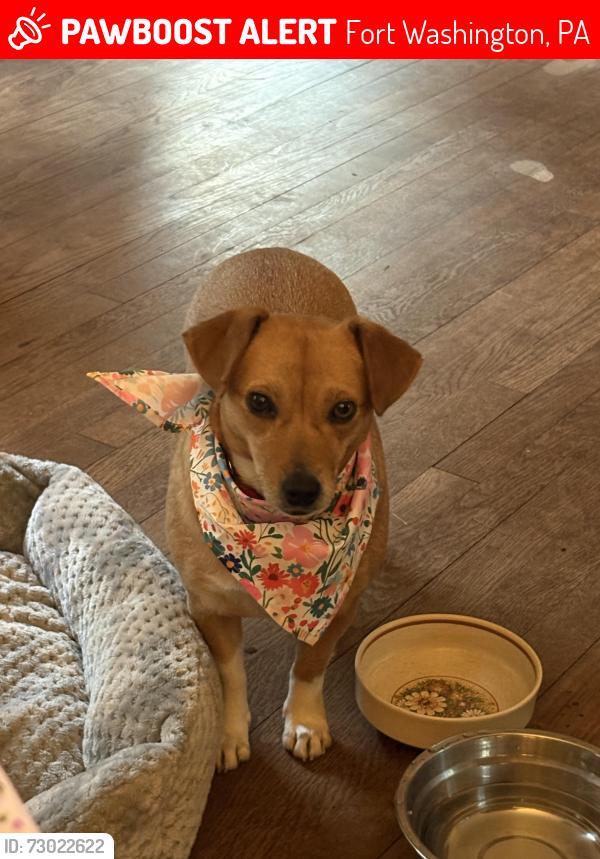 Lost Female Dog last seen Militia Hill Rd & Joshua, Fort Washington, PA 19034