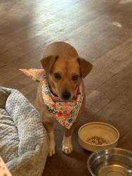 Lost Female Dog last seen Militia Hill Rd & Joshua, Fort Washington, PA 19034