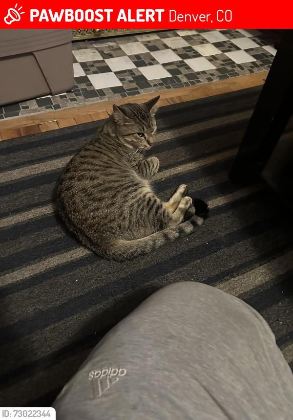 Lost Female Cat last seen 4th and ogden, Denver, CO 80218
