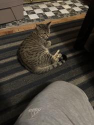 Lost Female Cat last seen 4th and ogden, Denver, CO 80218