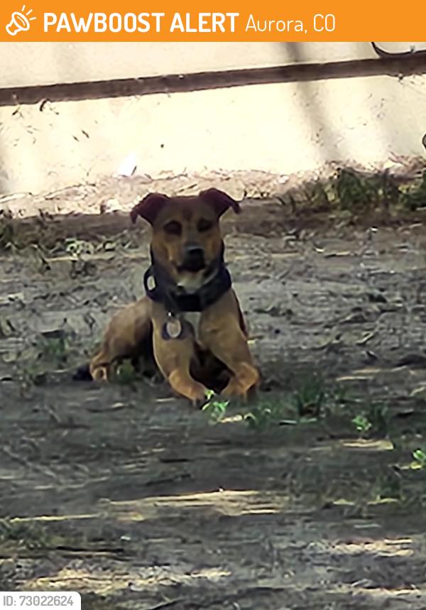 Found/Stray Male Dog last seen Colfax and Havana , Aurora, CO 80010