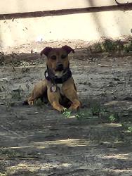 Found/Stray Male Dog last seen Colfax and Havana , Aurora, CO 80010