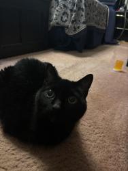 Lost Female Cat last seen Shadyside Drive, Kingsport, TN 37663