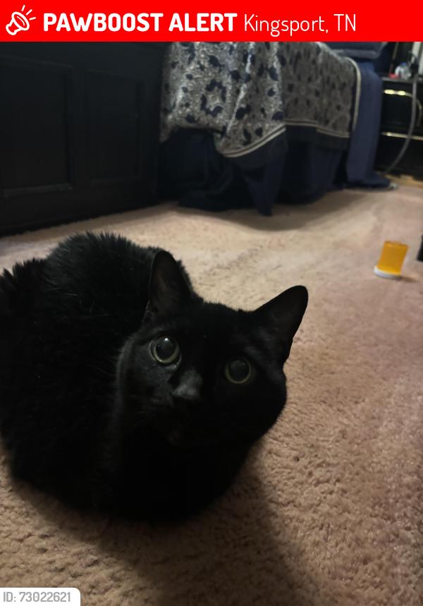 Lost Female Cat last seen Shadyside Drive, Kingsport, TN 37663
