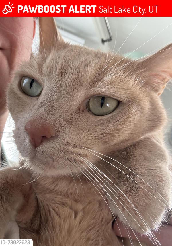Lost Male Cat last seen Near e , Salt Lake City, UT 84109