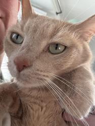 Lost Male Cat last seen Near e , Salt Lake City, UT 84109