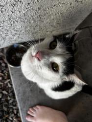 Found/Stray Male Cat last seen Sonoran apmt homes ray and 48th, Phoenix, AZ 85044
