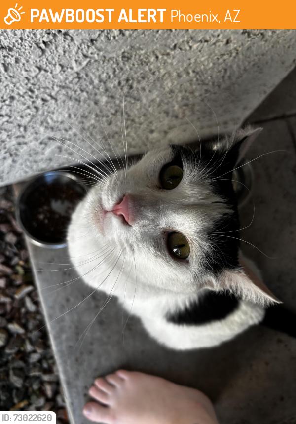 Found/Stray Male Cat last seen Sonoran apmt homes ray and 48th, Phoenix, AZ 85044