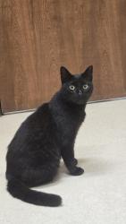 Found/Stray Female Cat last seen SpringHill Suites by Marriott Dallas Arlington North, Arlington, TX 76006