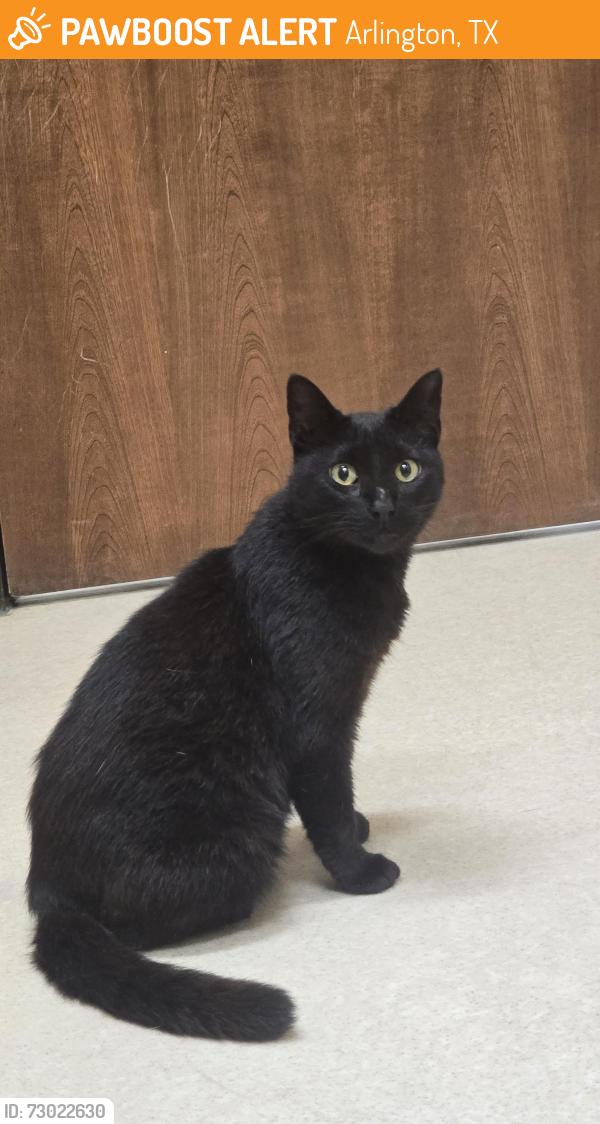 Found/Stray Female Cat last seen SpringHill Suites by Marriott Dallas Arlington North, Arlington, TX 76006