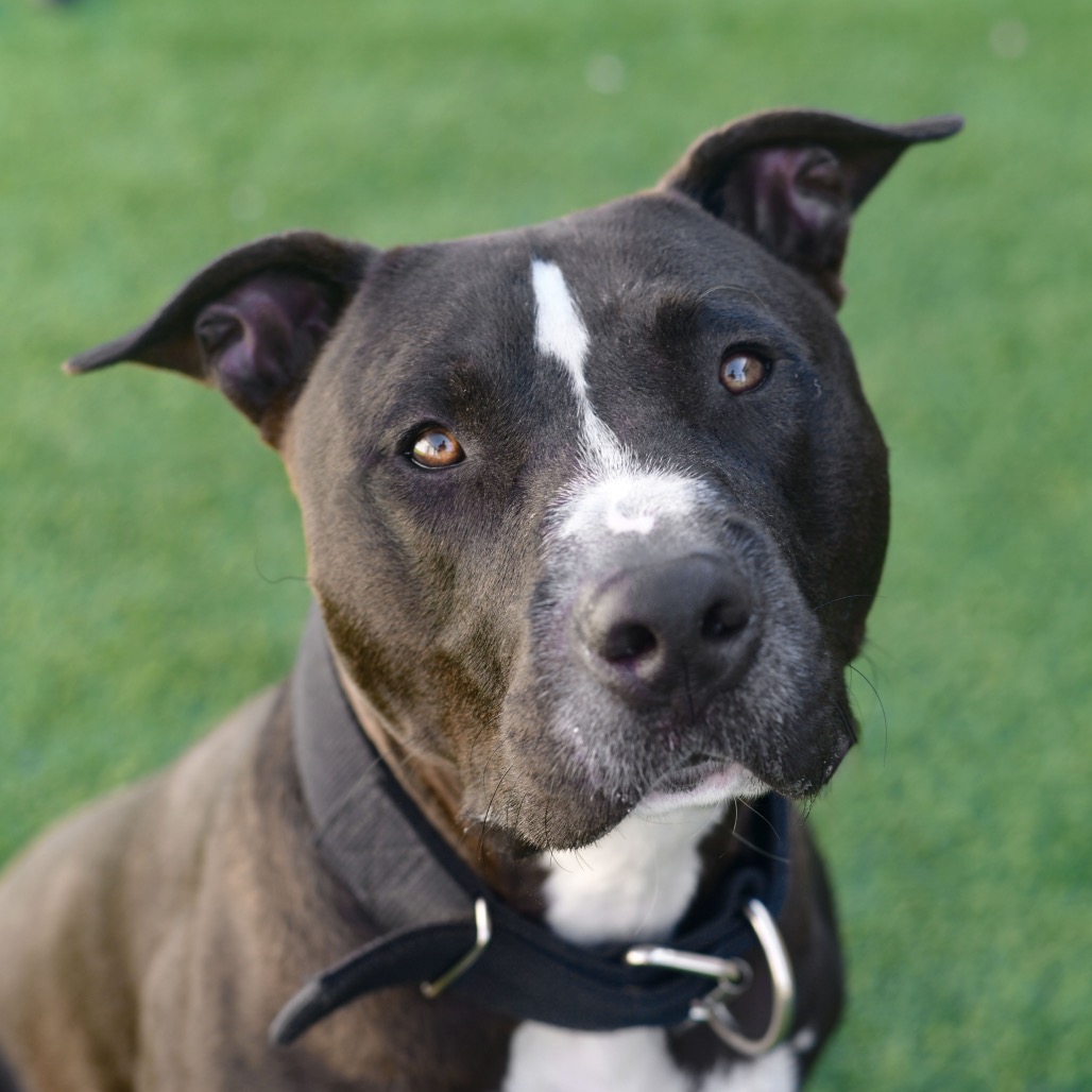 Shelter Stray Male Dog last seen , 3173 K-68 Hwy, Ottawa, KS 66067, USA