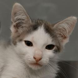 Shelter Stray Male Cat last seen , 3173 K-68 Hwy, Ottawa, KS 66067, USA