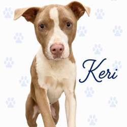 Shelter Stray Female Dog last seen , 2350 Appling City Cove, Memphis, TN 38133, USA