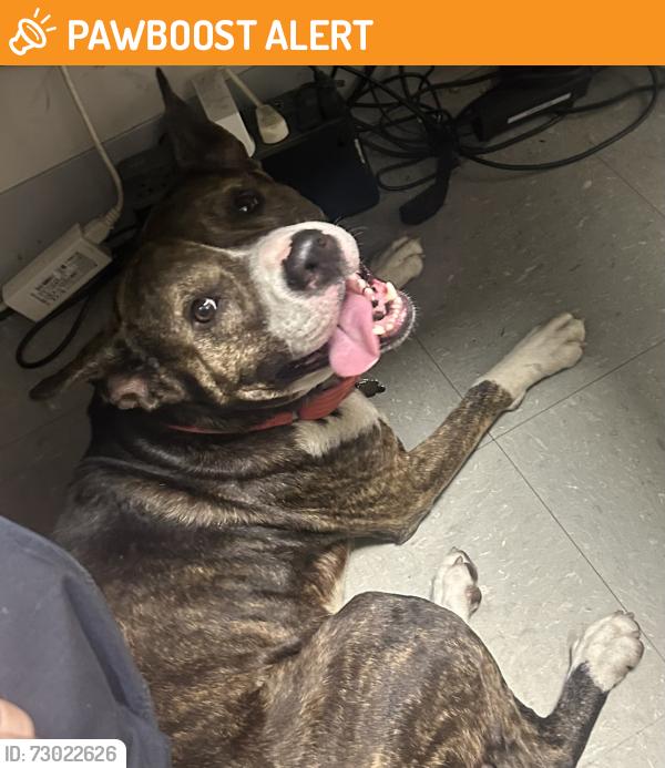 Found/Stray Male Dog last seen Ibis apmts state rr 7 - shops at Ibis, West Palm Beach, FL 33412