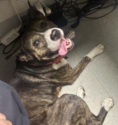 Found/Stray Male Dog last seen Ibis apmts state rr 7 - shops at Ibis, West Palm Beach, FL 33412