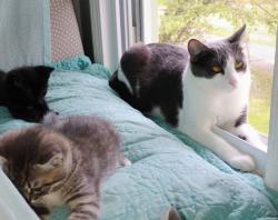 Lost Male Cat last seen north and south blvd, Port Huron, MI 48060