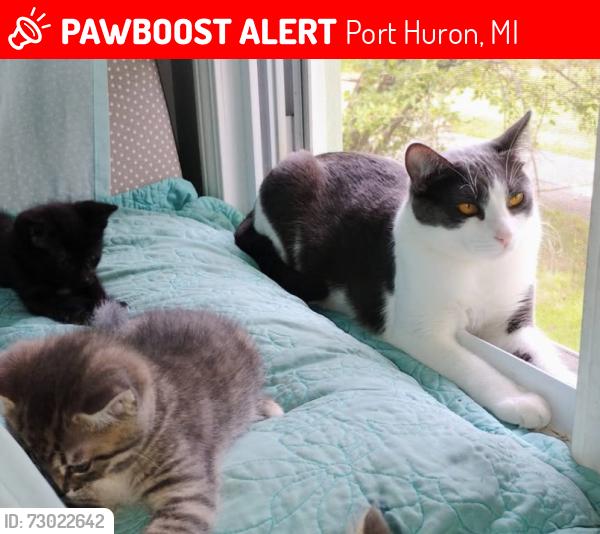 Lost Male Cat last seen north and south blvd, Port Huron, MI 48060