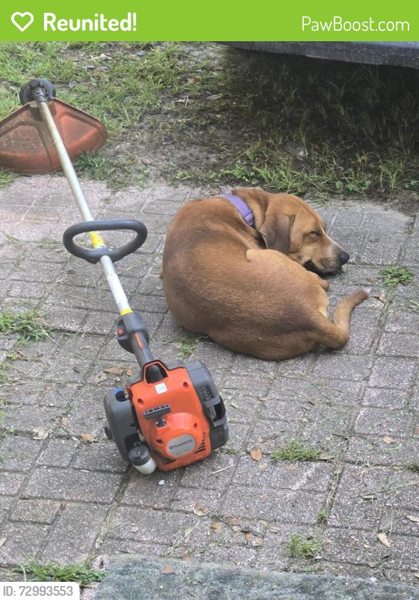 Reunited Male Dog last seen Hall Rd, Mobile County, AL 36544