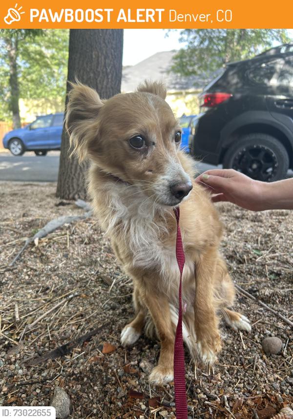Found/Stray Male Dog last seen Baker, Denver, CO 80204
