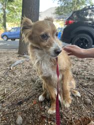 Found/Stray Male Dog last seen Baker, Denver, CO 80204