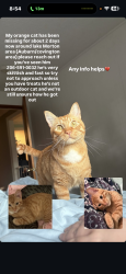 Reunited Male Cat last seen Kent black diamond Road, Auburn, WA 98092