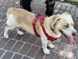 Reunited Male Dog last seen Phillips and Vernon Ave , Chino, CA 91710